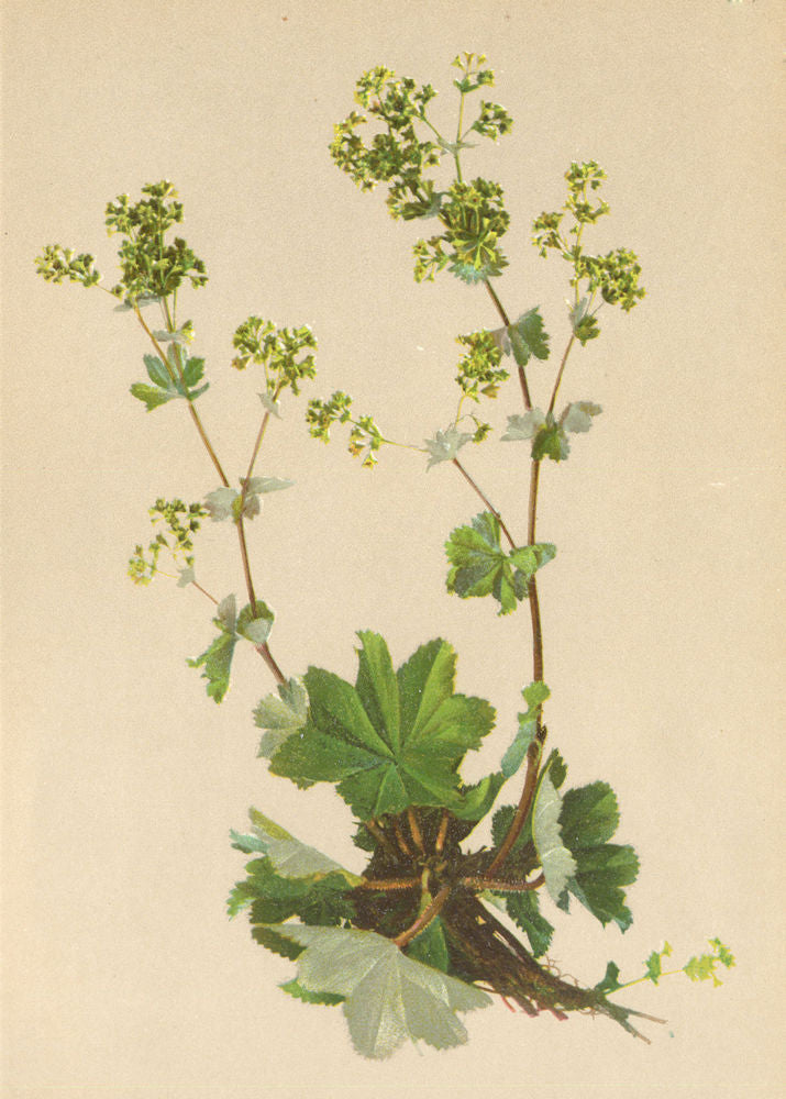 ALPENFLORA ALPINE FLOWERS. Alchemilla glabra A. Kern-Kahler Frauenmantel 1897